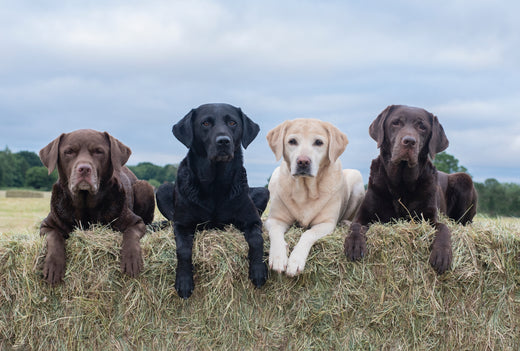 How quickly does Zooomy Hyaluronic Acid for dogs relieve joint stiffness?