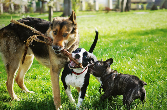 Is Hyaluronic Acid for Dogs Safe?
