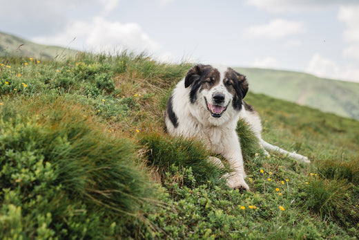 Medicines vs supplements for dogs needing joint support