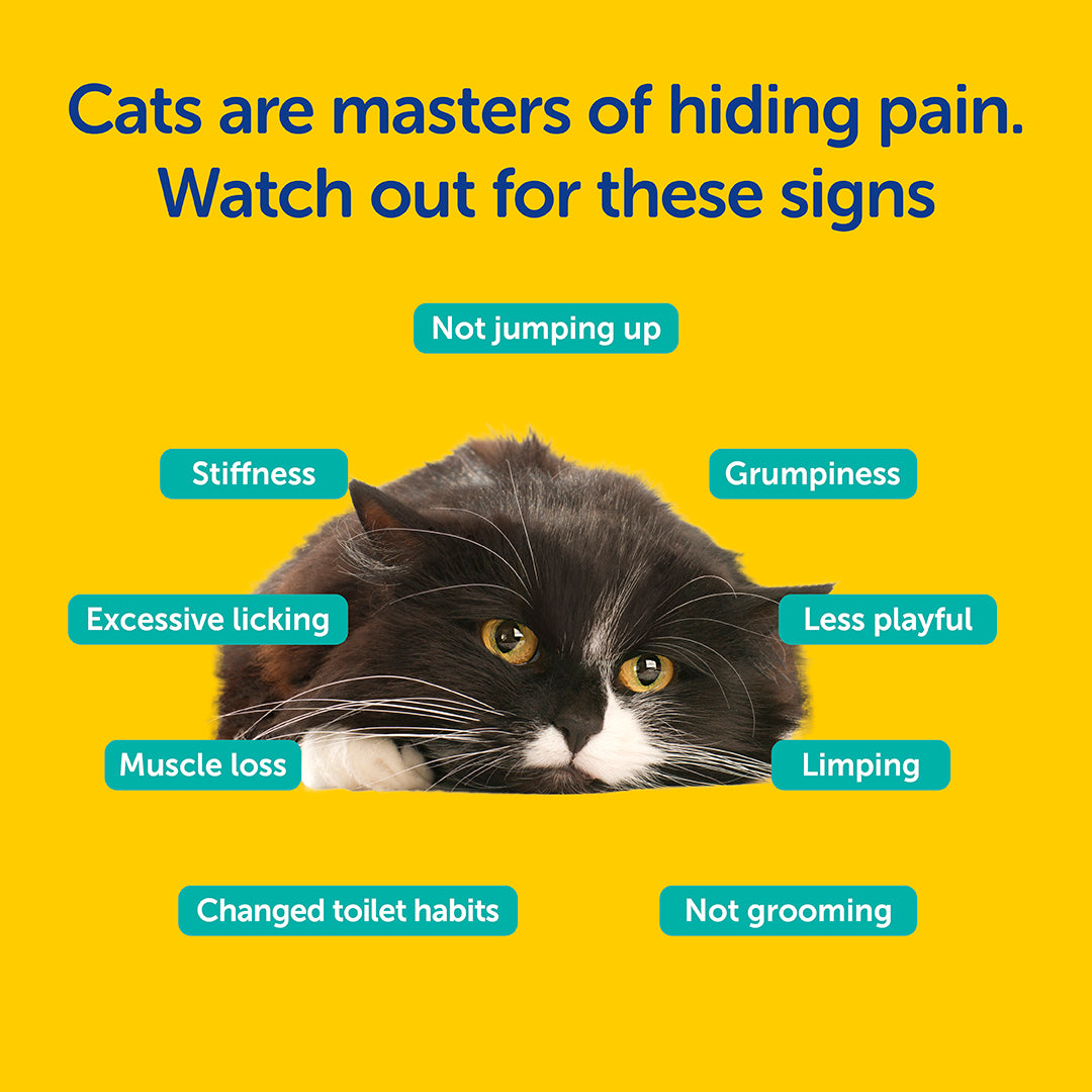 Zooomy Hyaluronic Acid Joint Support for Cats