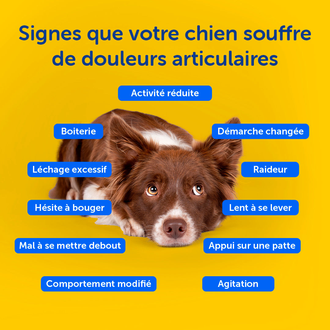 Zooomy Complément articulaire Zooomy pour chiens