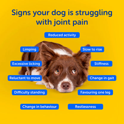 graphic on yellow background with brown and white dog showing the signs of pain in dogs. The signs are reduced activity, slow to rise, stiffness, changes in gait, favouring one leg, restlessness, change in behaviour, difficulty standing, reluctant to move, excessive licking and limping. 